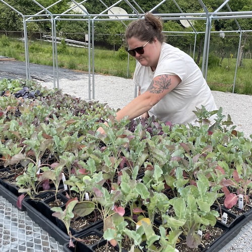 Taylor tends to crops growing at Mid-Ohio Farm